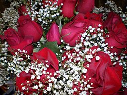 RED_ROSES_4_(2791762442)